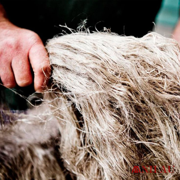Lịch sử và nguồn gốc của vải linen – Hành trình của 1 chất liệu từ thiên và bền vững Biểu tượng của sự bền vững