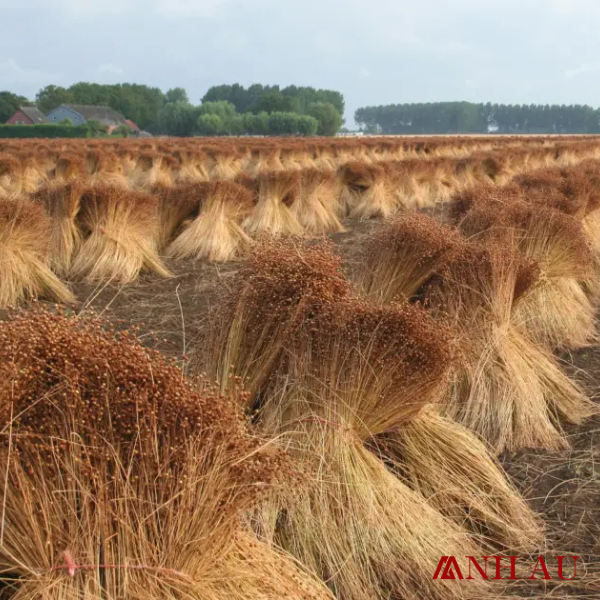 quy trình sản xuất vải linen
