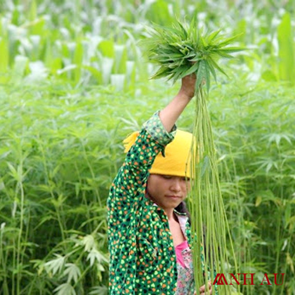 thu hoạch cây lanh