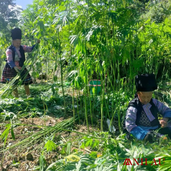 vải linen tinh hoa tự nhiên