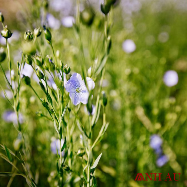 vải linen